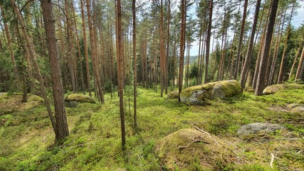 Stein wald Natur