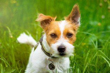 Portrait of a Dog, Jack Russell Terrier on the green grass. Homemade, cute pet looking directly at the camera