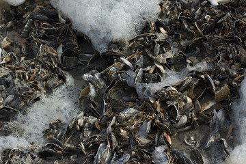 Oysters