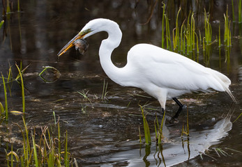 Great egret with fish caught in its mouth
