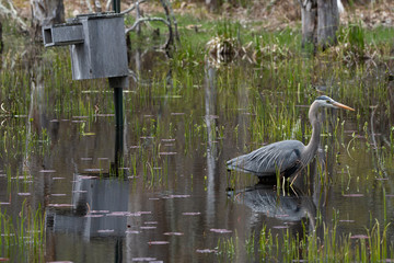 Great blue heron wading in water next to bird house