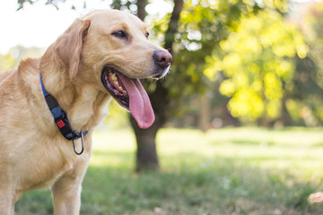 Smiling labrador dog in the city park 