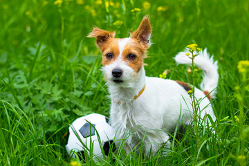 Dog Jack Russell Terrier on the green grass playing a soccer ball. Home pet.