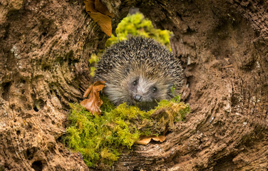 Hedgehog (Scientific name: Erinaceus Europaeus) wild, free roaming hedgehog, taken  from wildlife garden hide to monitor health and population of this declining mammal, space for copy  © Moorland Roamer