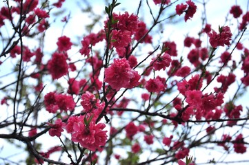 Spring arrives with colorful blossoms on each and every tree.