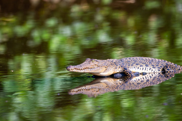 Alligator liegt im Bentotafluss auf der Lauer