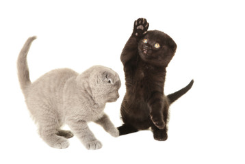 Black and grey british kittens isolated on white background