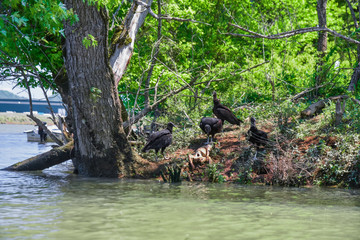 Black Vultures While Paddling the Tennessee River in Knoxville, TN  - obrazy, fototapety, plakaty
