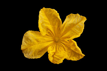 Cucumber flower closeup