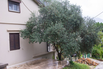 A small olive tree near a house in the Mediterranean.