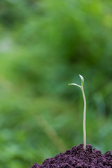a young sprout growing out of the ground on a natural green background