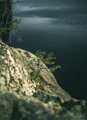 Smal pinetree growing on a cliff above the water