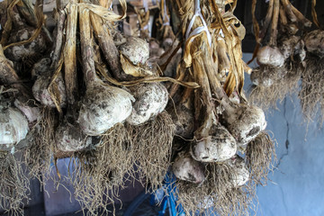 Close up view of ripe garlic in bundles drying under the roof of of building on farm. Organic food theme.