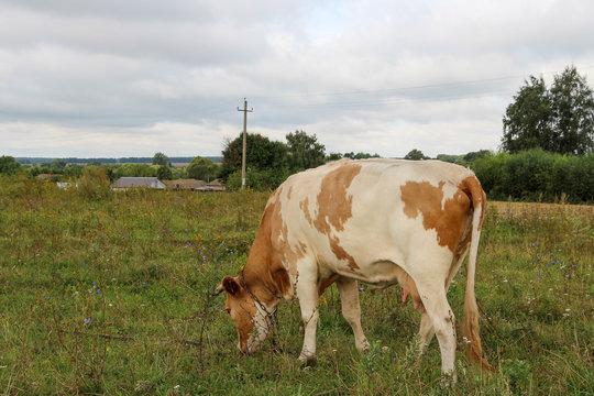 White and brown cow eats green grass on summer field. Cloudy sky. Livestock animals theme.
