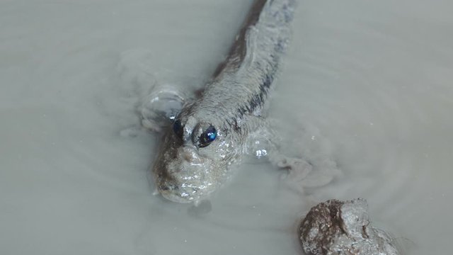 The Mudskipper or Amphibious fish living in the mangroves. Wild nature stock footage.