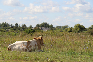 White and brown cow lies on green grass on summer field. Clouds on the sky. rear view. Livestock animals theme.