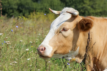 Close up view of white and brown cow head on green summer field. Copy space for your text. Sunny weather. Livestock animals theme.