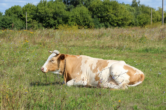 White and brown cow lies on green grass on summer field. Blurred trees in the background. Clouds on the sky. Livestock animals theme.