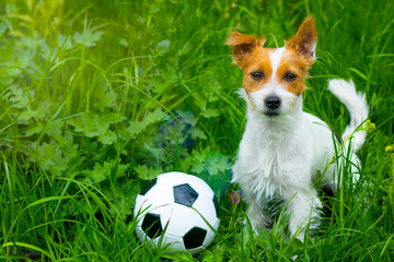 dog with ball