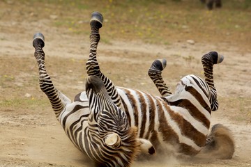 Cebra jugando