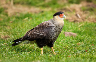 Bird of the Caracara in the Torres del Paine National Park during the autumn in Patagonia, Chile