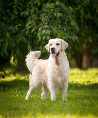 Beautiful golden retriever dog in the park