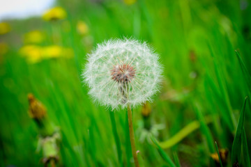 fluffy dandelion. spraying dandelion seeds.