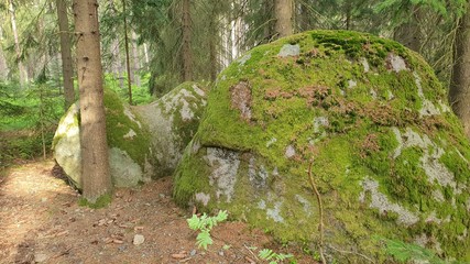 Stein wald Natur