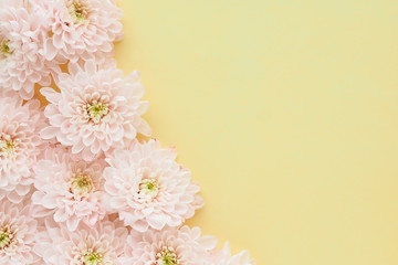 .light pink chrysanthemum flowers with yellow-green centers on a yellow background. Space for copy..