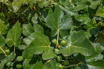 Fig tree with its fruit close up