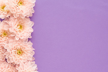.many pink chrysanthemum flowers with a yellow center on a purple background. space for text..