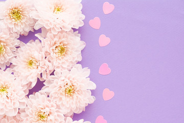 .many pink chrysanthemum flowers with a yellow center and pink plastic hearts on a purple background. space for text..