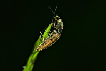 A click beetle sits on a stalk of wheat and climbs up it. The picture was taken on the evening of a sunny day. The background was flashed black