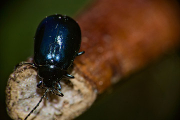 The picture was taken on the evening of a sunny day and was taken with a macro lens. It shows a dung beetle sitting at the end of a broken branch.