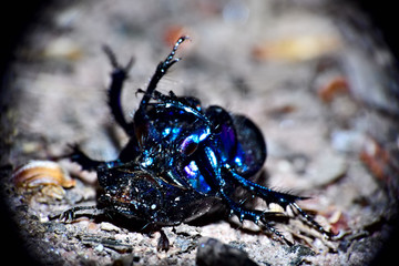 The picture was taken on a sunny day at noon. It shows a black dung beetle lying on its back. The beetle's belly is colored blue. The scene was recorded w