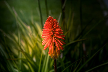 red and yellow flower