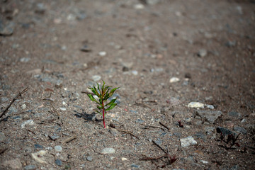 single colourful plant in a dead field