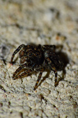 The picture was taken in the home garden on a sunny day. It shows a small 5mm jumping spider as a detailed picture. The spider is covered with fine br