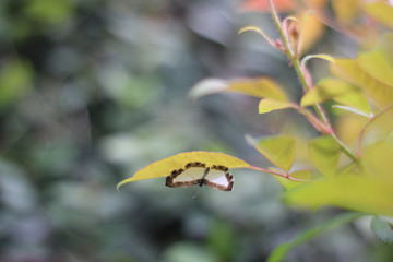 ladybird on a leaf