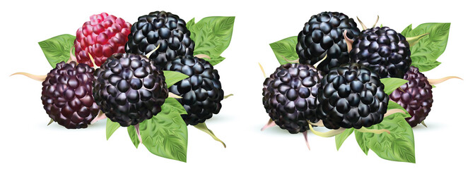 Fresh blackberry isolated on white background. Collection ripe black raspberry with green leaf. Summer berry close up.3d illustration