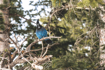 Steller's Jay, Blue Bird