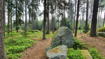 Stein wald Natur