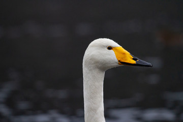 The head and neck of a whooper swan with pearls of water on it's head