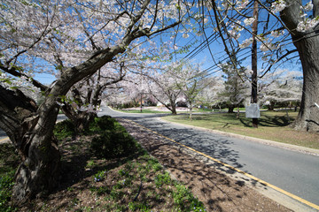 Suburban street in early spring