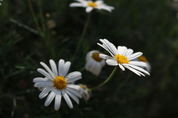 Obraz premium white daisies in a field