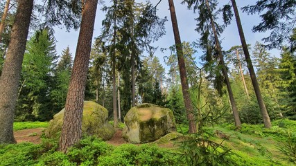 Stein wald Natur