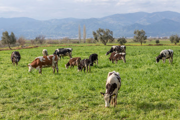 Obraz premium cows in the field