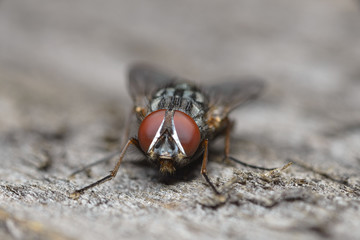 An ordinary fly on a concrete wall.