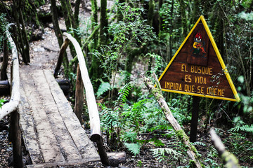 wooden bridge and forest