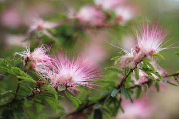 pink thistle flower